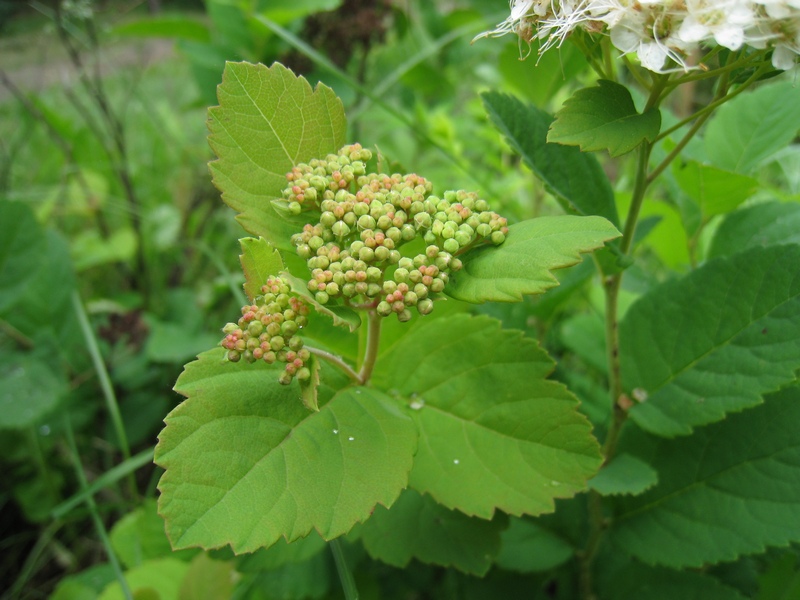 Изображение особи Spiraea betulifolia.