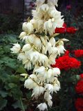 genus Yucca