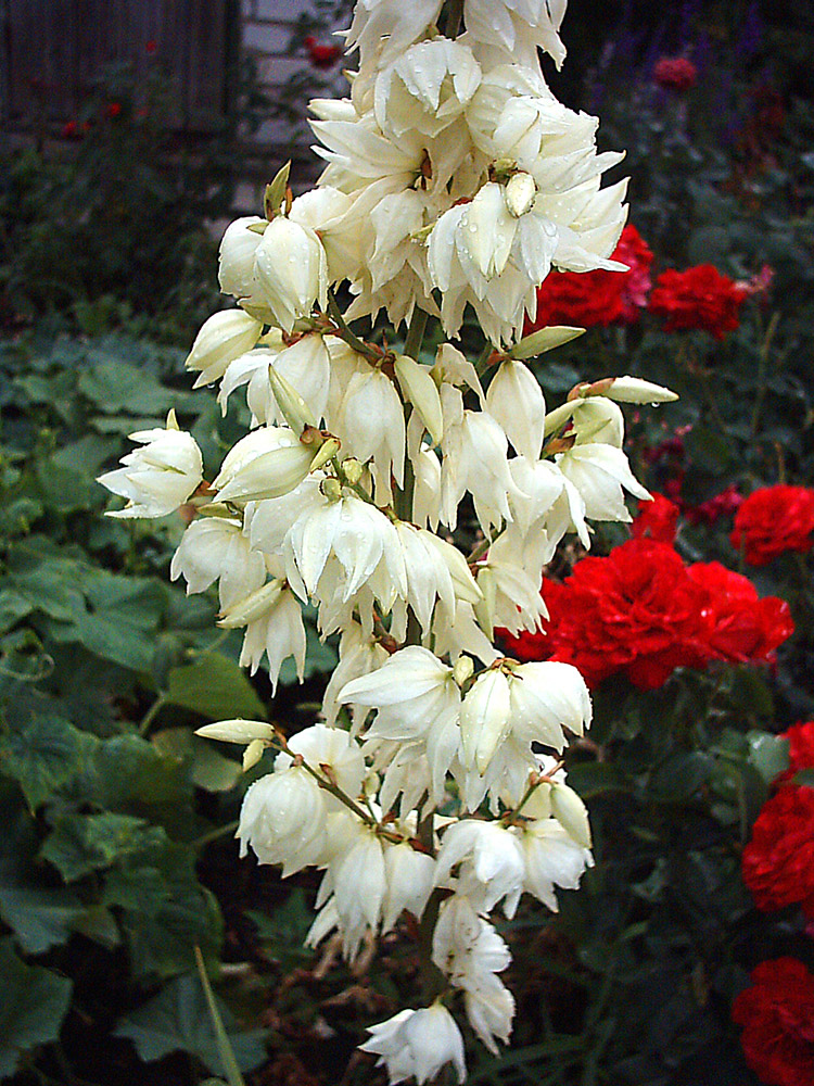 Image of genus Yucca specimen.