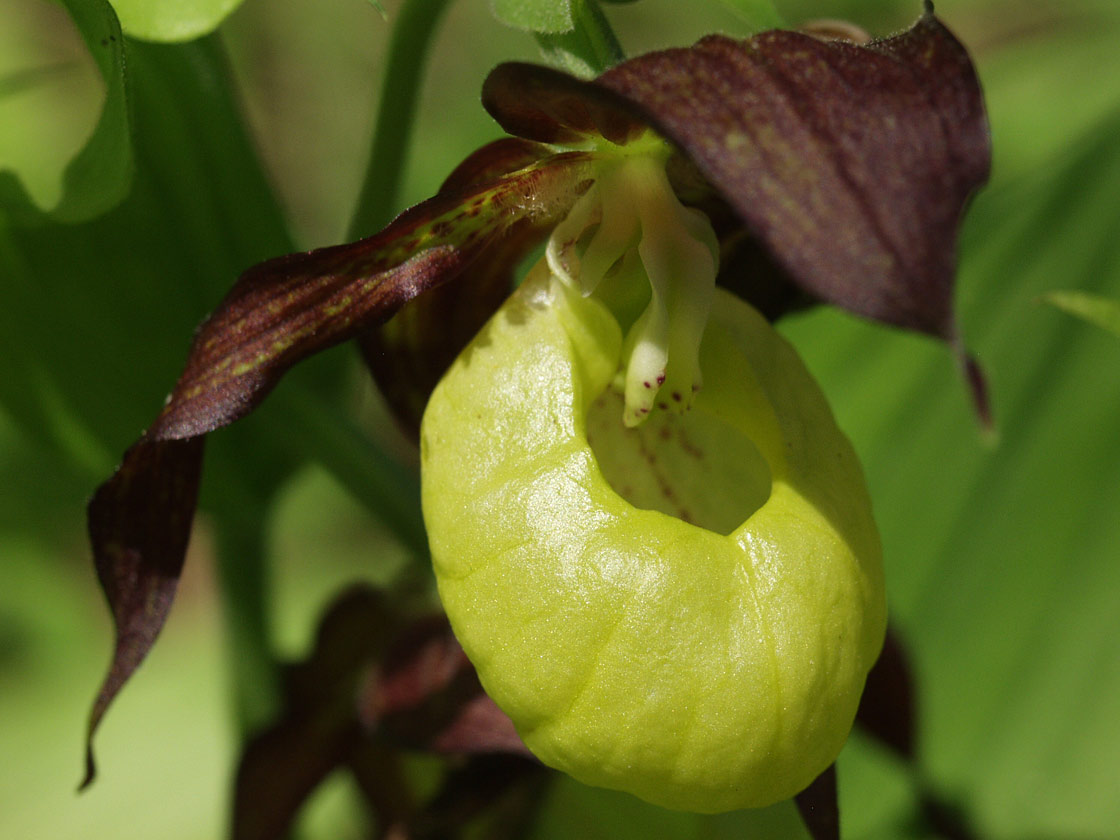 Изображение особи Cypripedium calceolus.