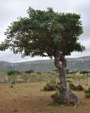 Commiphora ornifolia