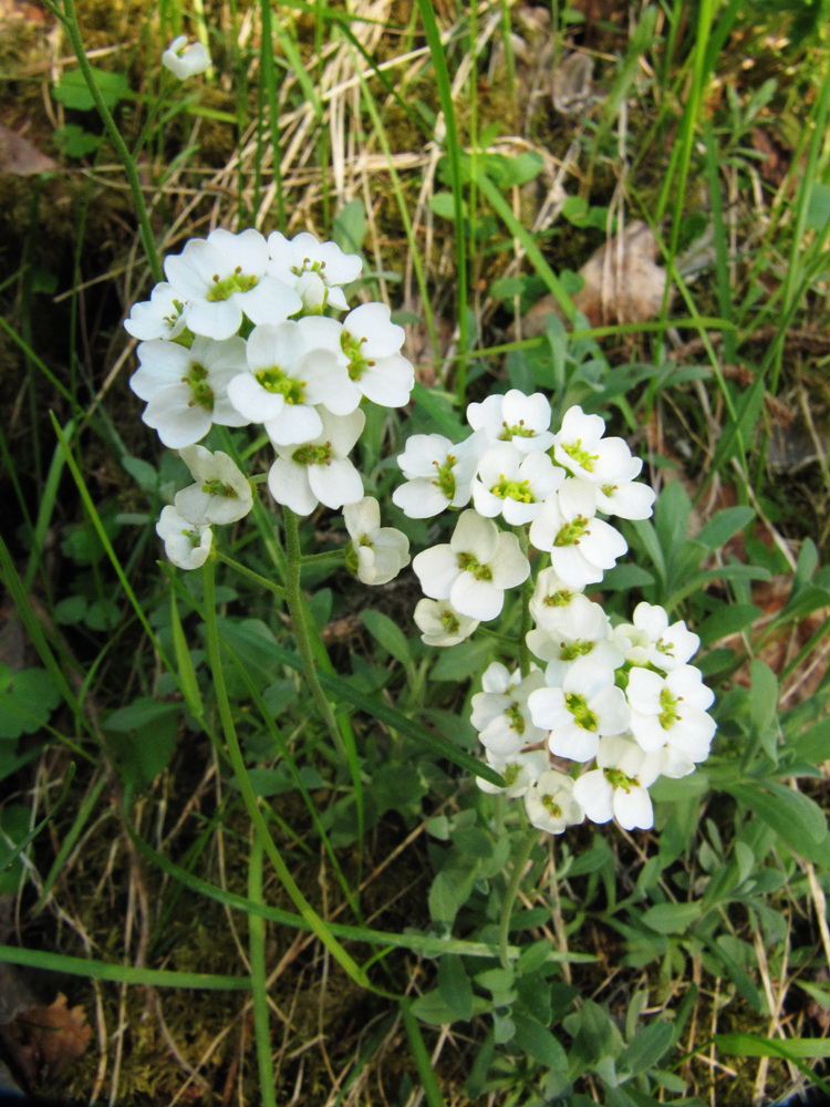 Изображение особи Schivereckia podolica.