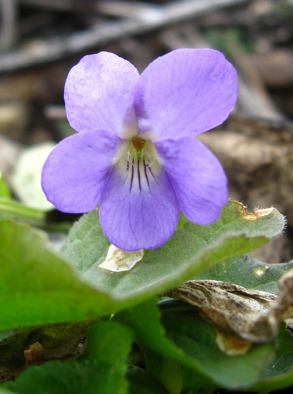 Изображение особи Viola hirta.