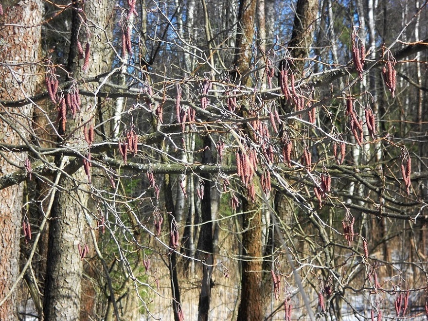 Image of Alnus incana specimen.