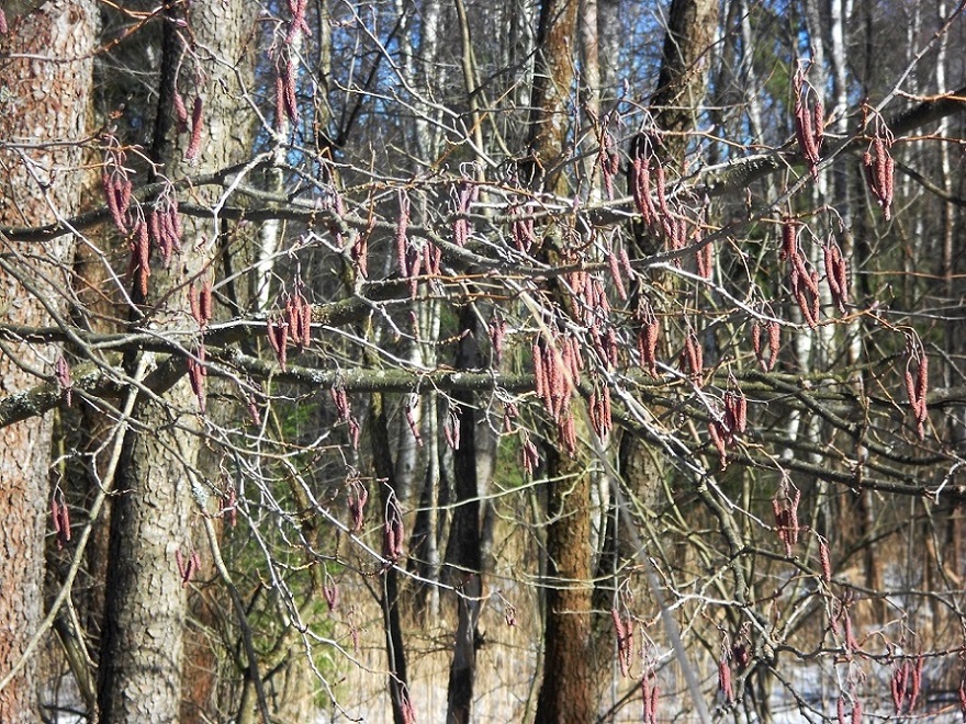 Изображение особи Alnus incana.