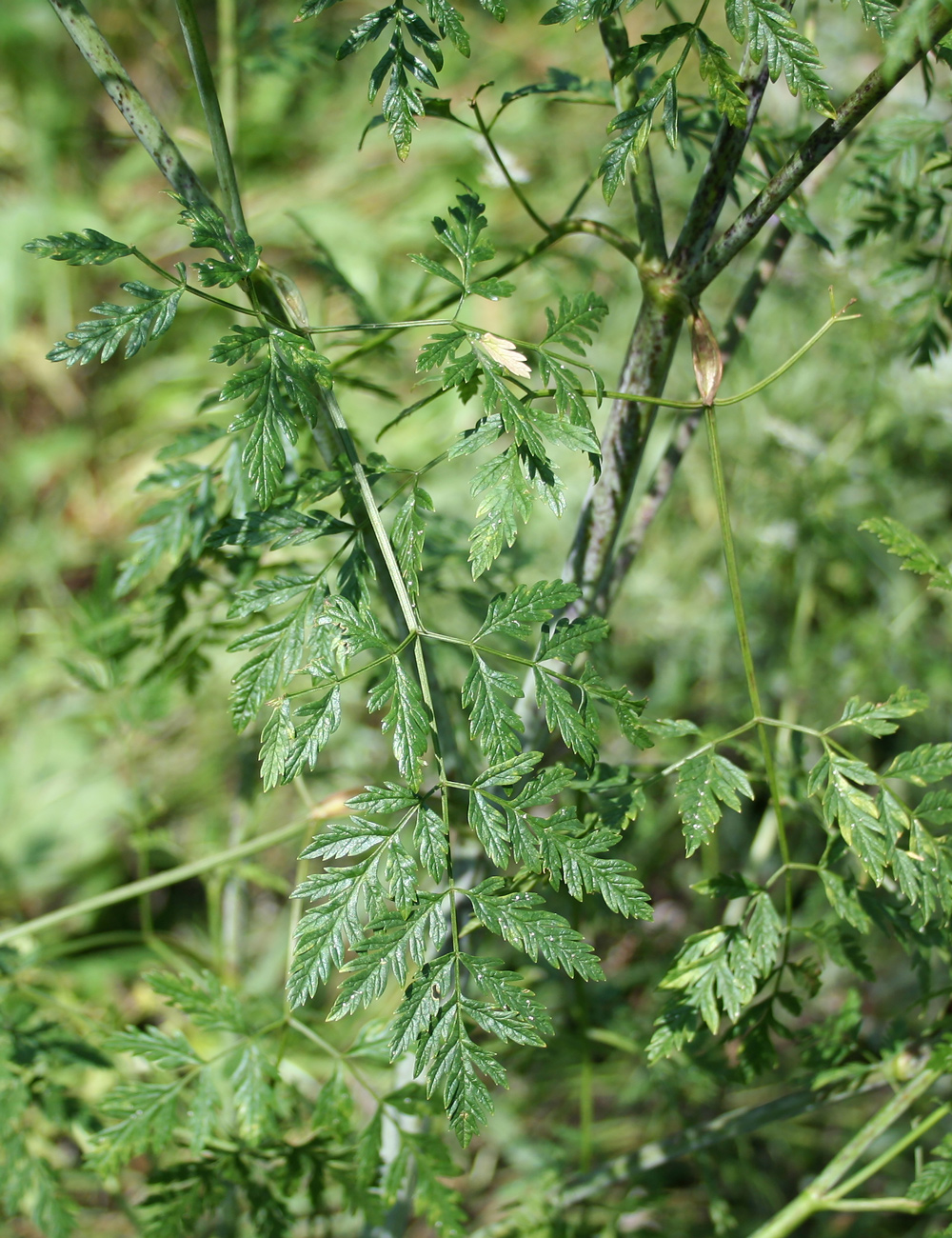 Image of Conium maculatum specimen.