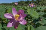 Nelumbo komarovii