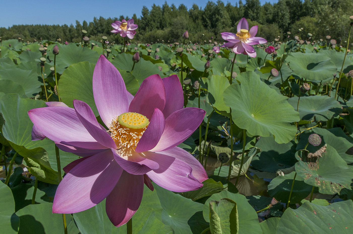 Изображение особи Nelumbo komarovii.