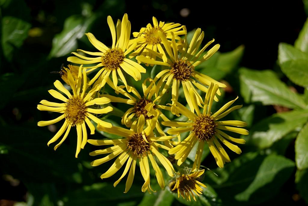 Изображение особи Senecio pseudoarnica.