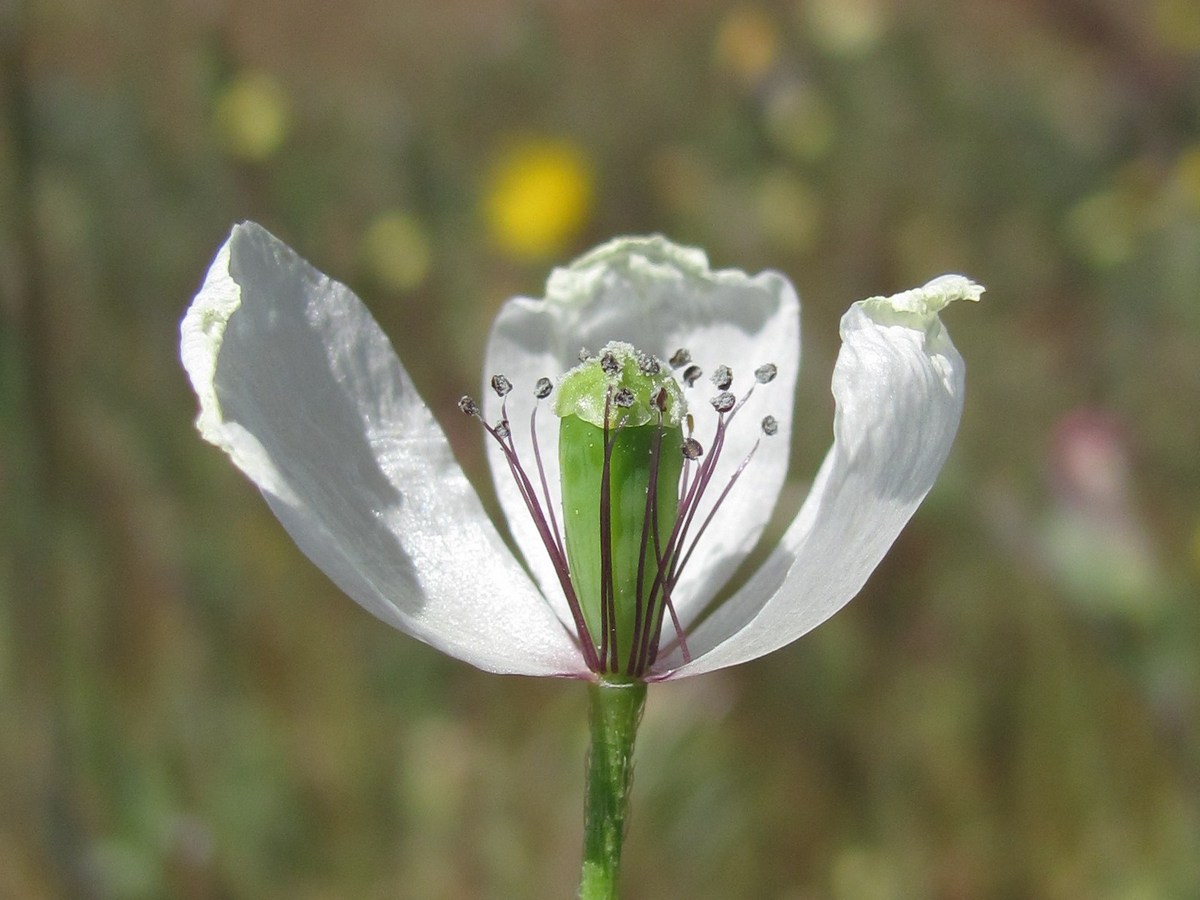 Image of Papaver albiflorum specimen.