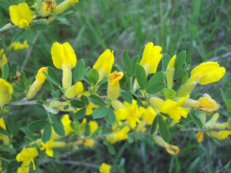 Изображение особи Chamaecytisus ruthenicus.