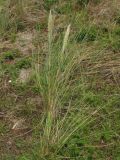 Ammophila arenaria