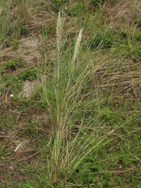 Image of Ammophila arenaria specimen.