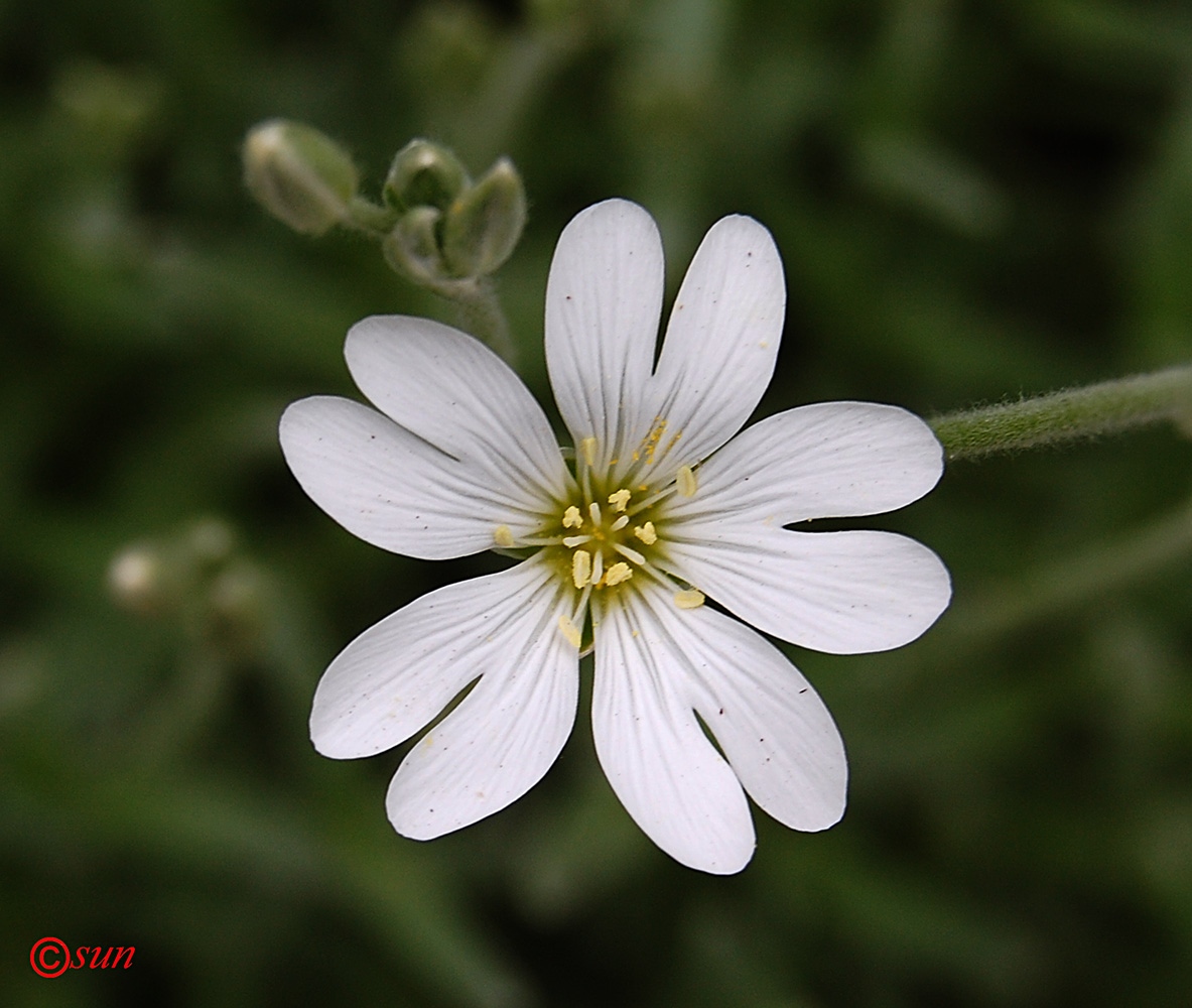 Изображение особи Cerastium argenteum.