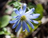 Anemone banketovii. Цветок. Краснодарский край, окр. Большой Азишской пещеры. 28.04.2013.