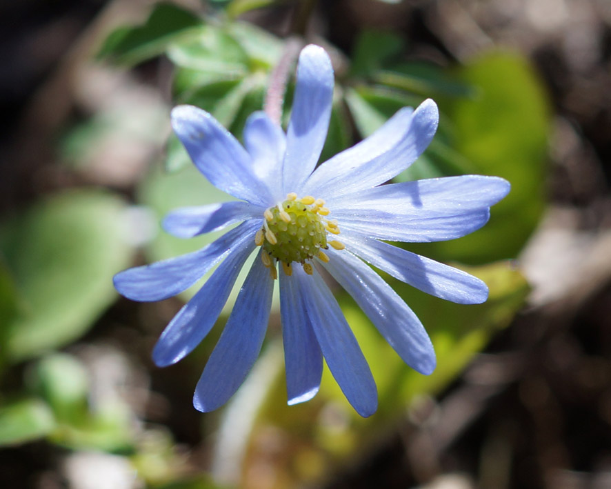 Изображение особи Anemone banketovii.