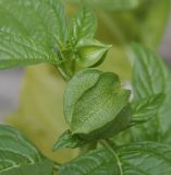 Nicandra physalodes