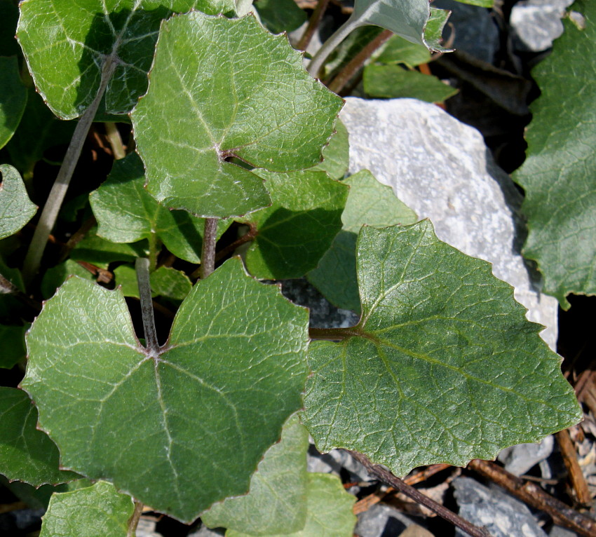 Изображение особи Petasites paradoxus.