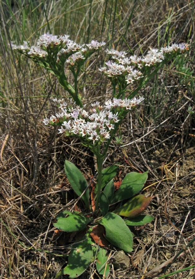 Изображение особи Goniolimon tauricum.