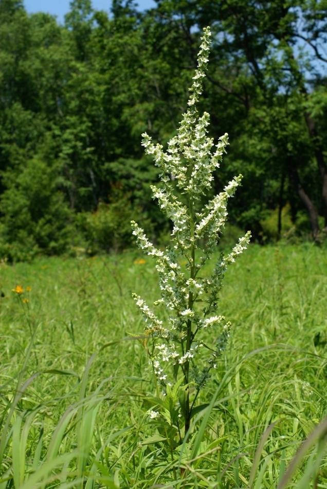 Изображение особи Veratrum dahuricum.