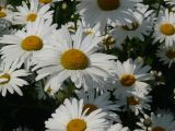 Leucanthemum vulgare