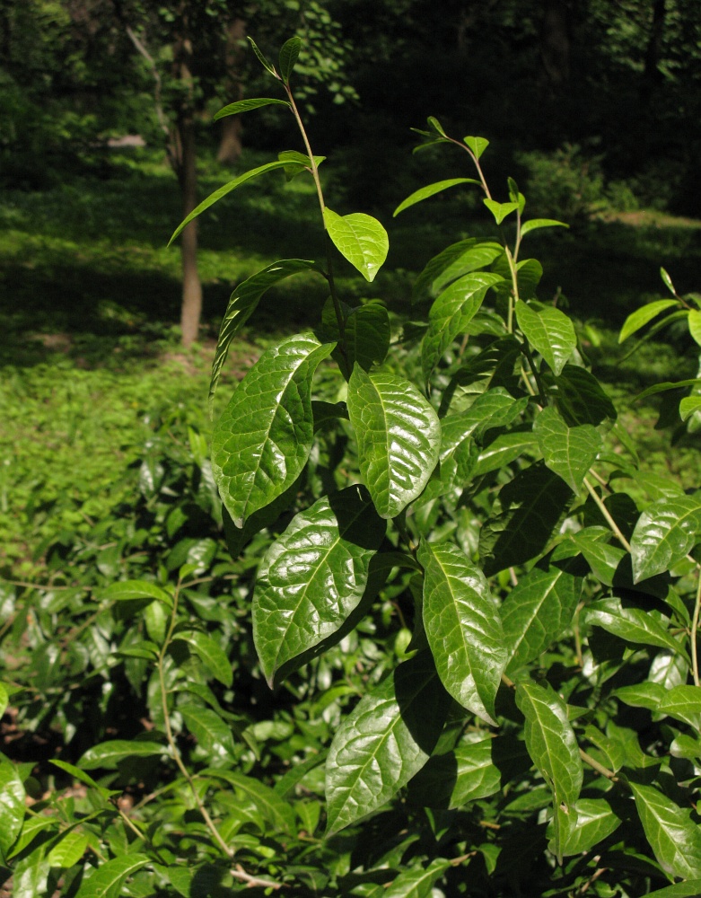 Изображение особи Orixa japonica.