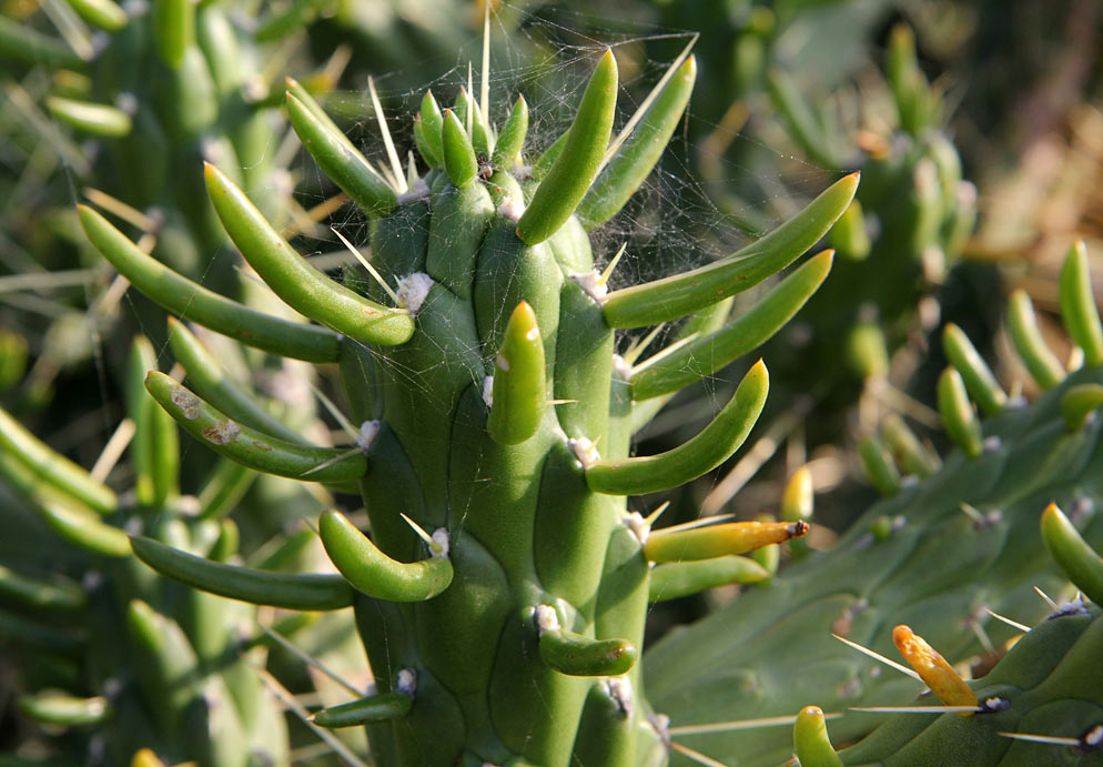 Изображение особи Austrocylindropuntia subulata.