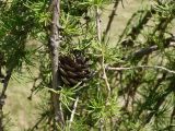 Larix sibirica