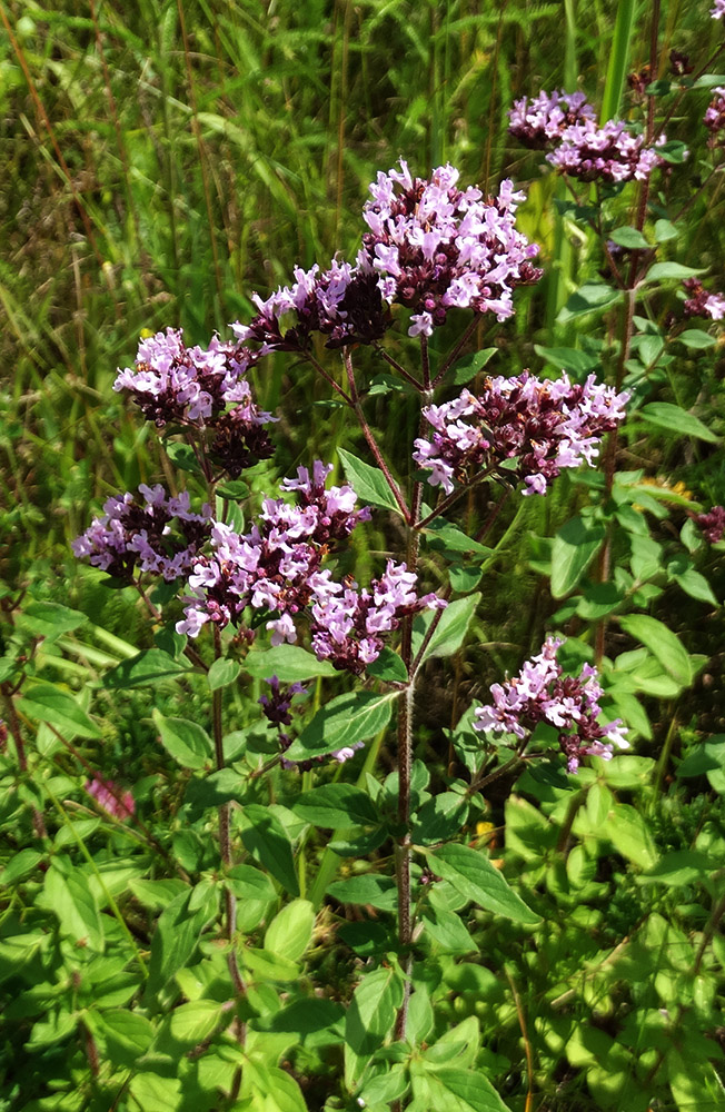 Изображение особи Origanum vulgare.