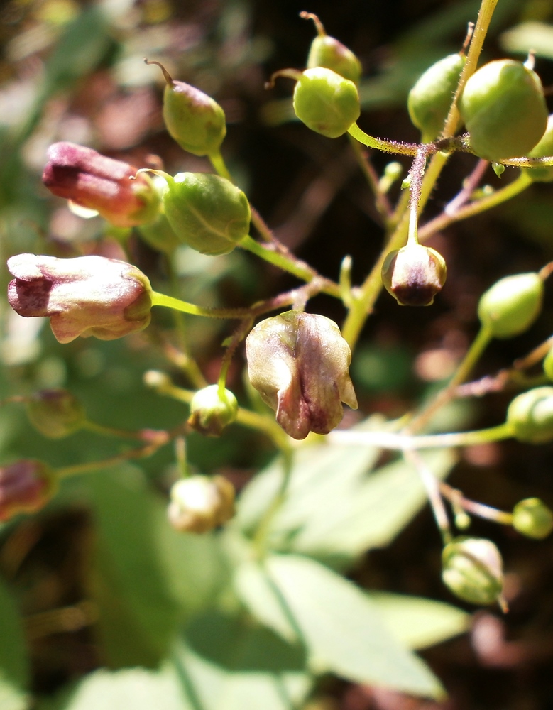 Изображение особи Scrophularia umbrosa.