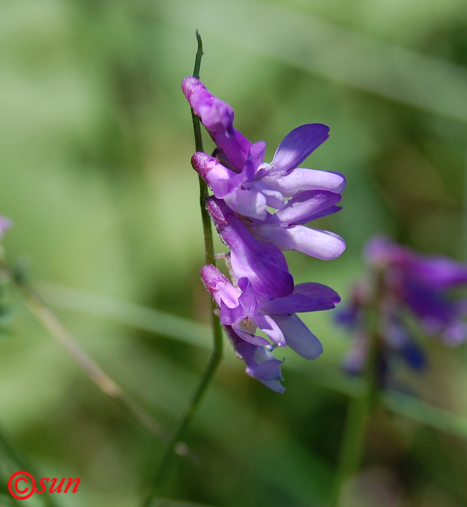 Image of Vicia varia specimen.