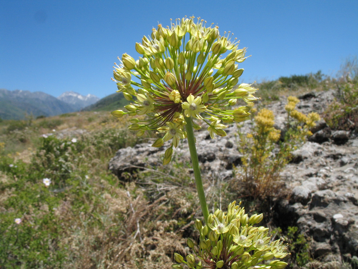 Image of Allium eriocoleum specimen.