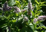 Mentha spicata