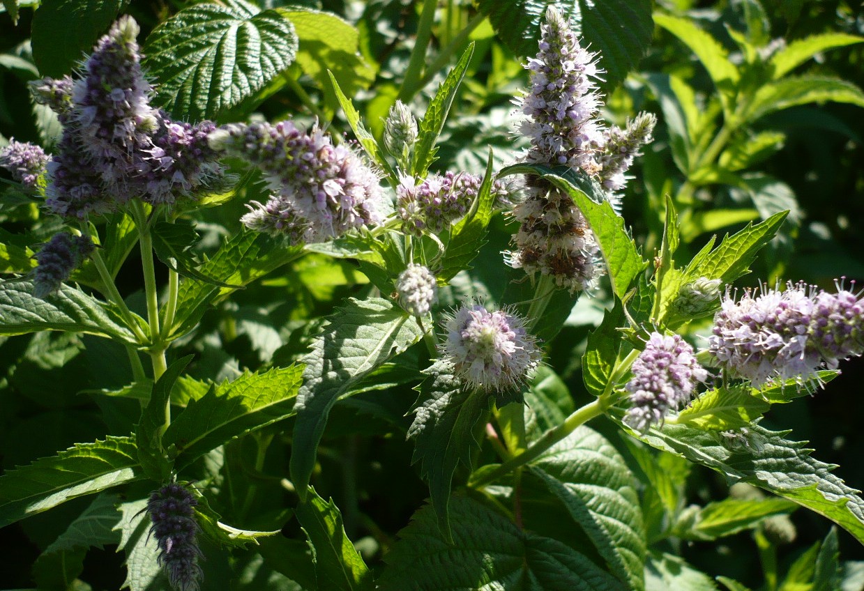 Изображение особи Mentha spicata.