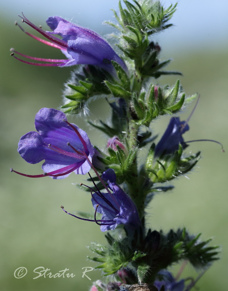 Изображение особи Echium vulgare.