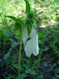 Campanula punctata