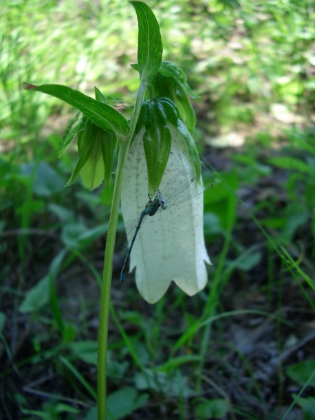 Image of Campanula punctata specimen.