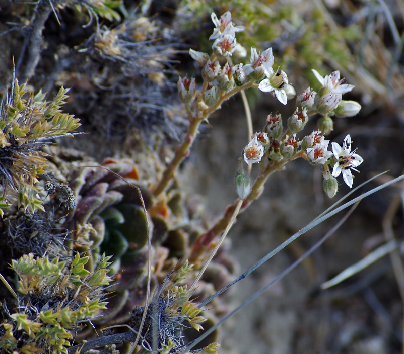 Изображение особи Rosularia platyphylla.