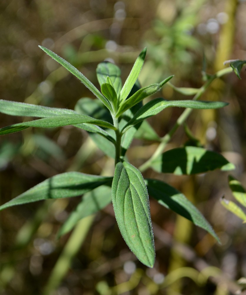 Изображение особи Lithospermum officinale.