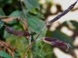 View full-size image Lathyrus pratensis