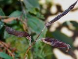 Lathyrus pratensis