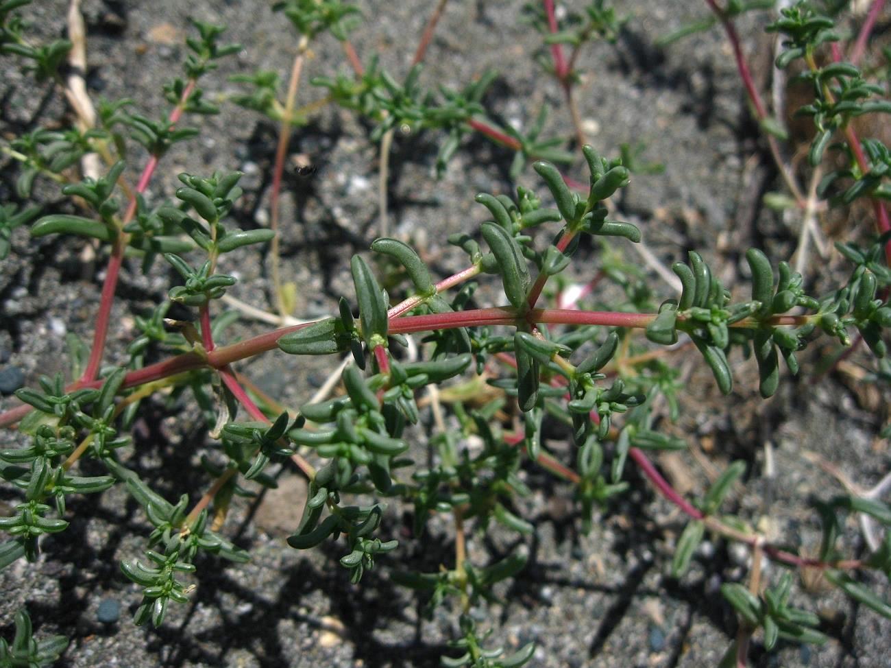 Image of Seidlitzia florida specimen.