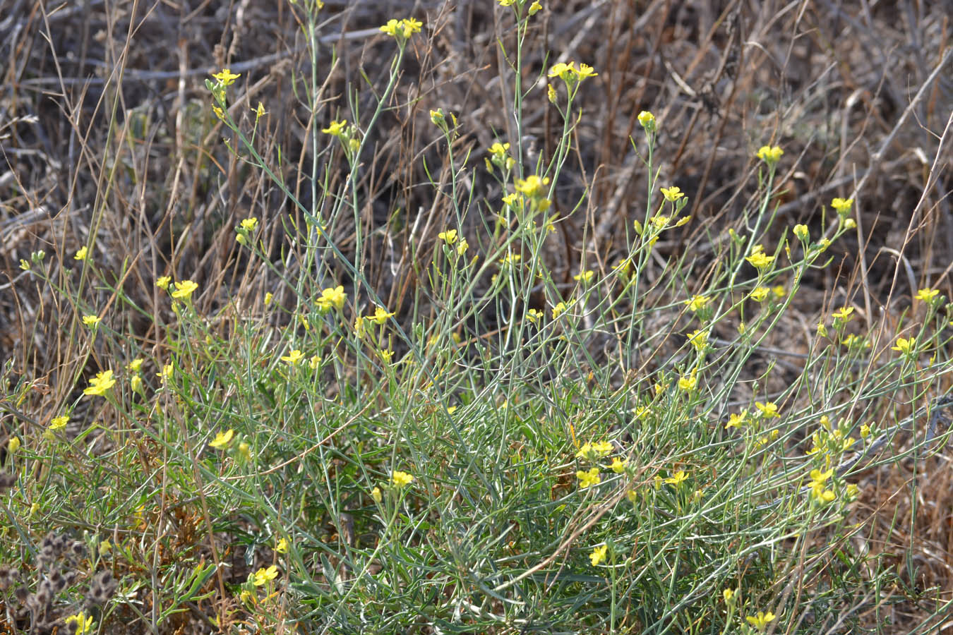 Изображение особи Diplotaxis tenuifolia.