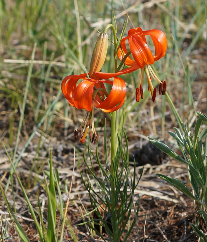 Image of Lilium pumilum specimen.