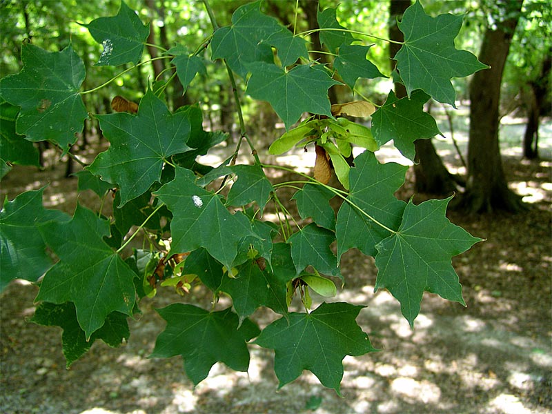 Image of Acer cappadocicum specimen.