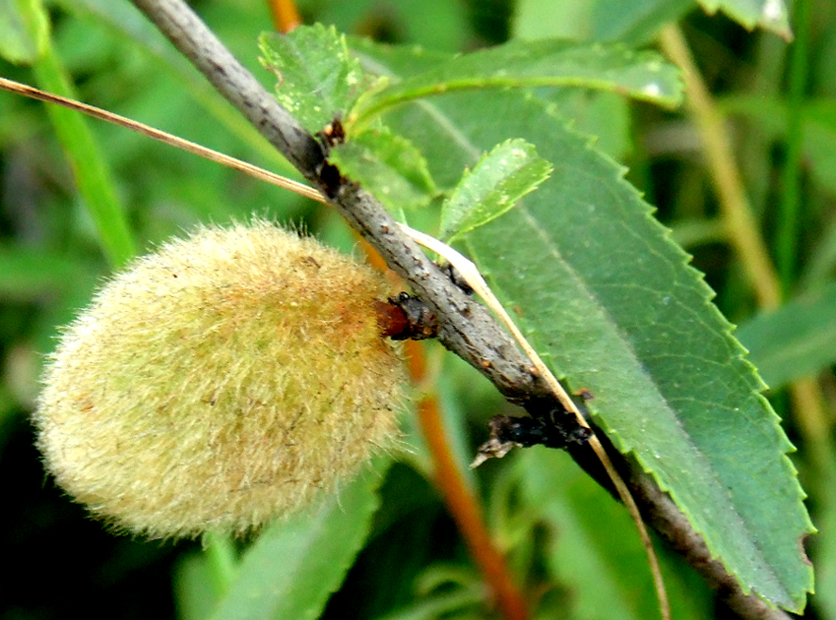 Image of Amygdalus nana specimen.