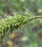 Setaria viridis