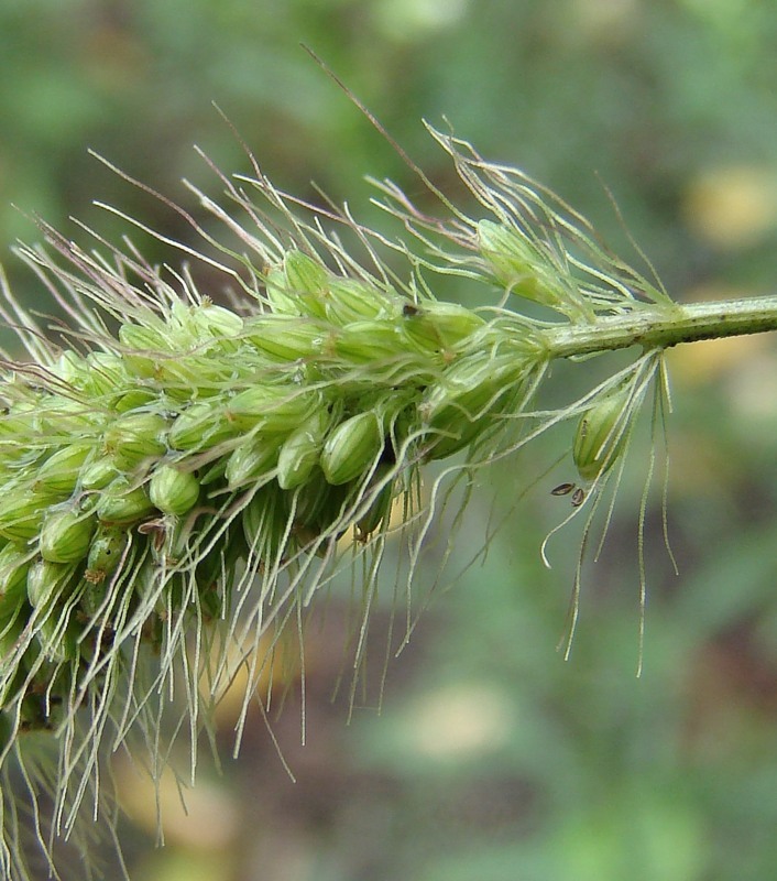 Изображение особи Setaria viridis.