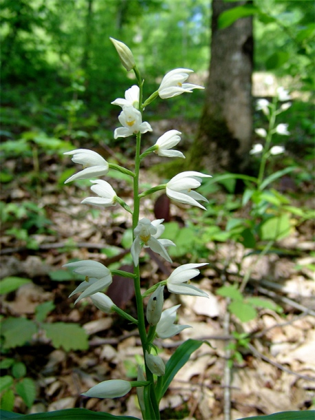 Image of Cephalanthera longifolia specimen.