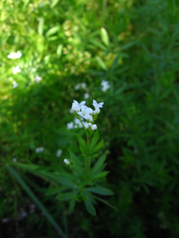 Image of Galium rivale specimen.